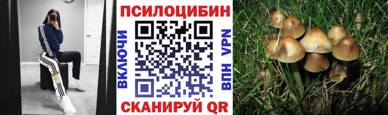 купить   Советск  Псилоцибиновые грибы Psilocybine cubensis 